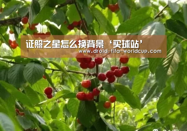 买球站